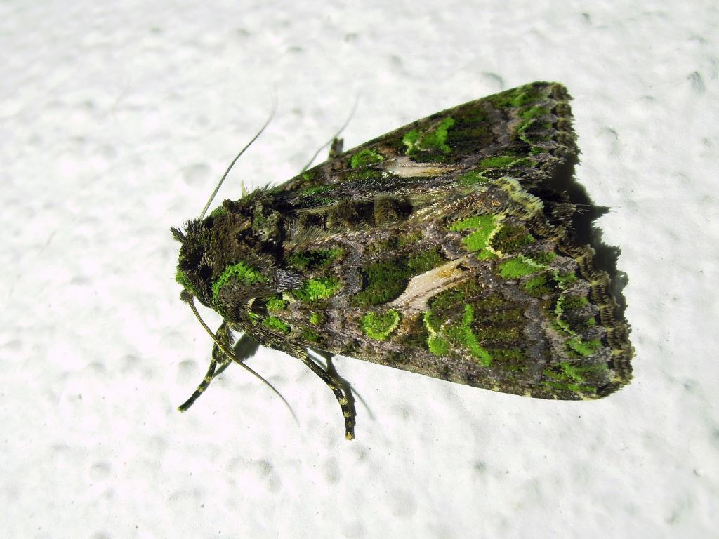 Trachea atriplicis (Noctuidae)